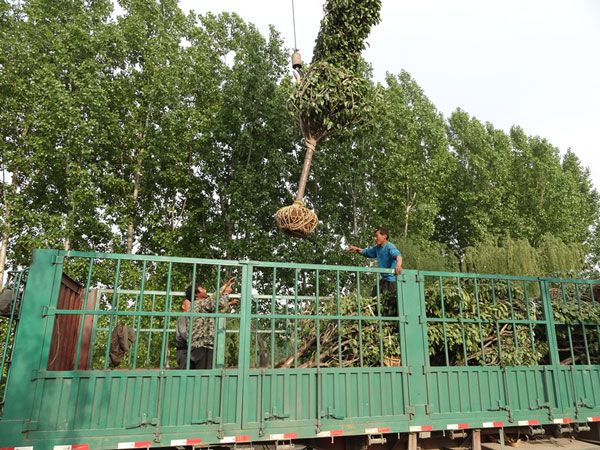 8公分櫻花裝車