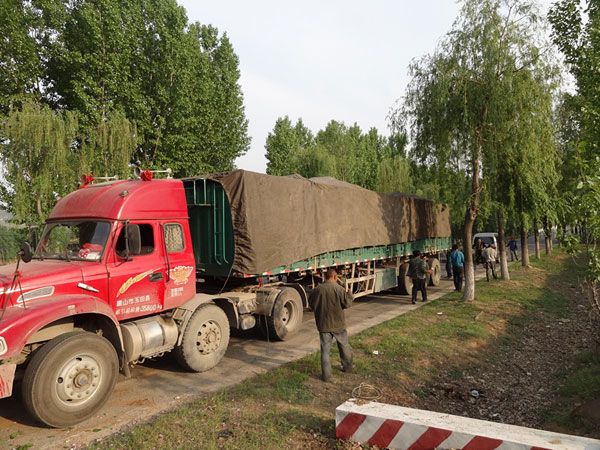 8公分櫻花裝車