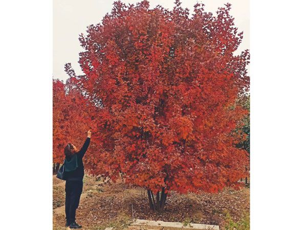 叢生紅點(diǎn)紅楓