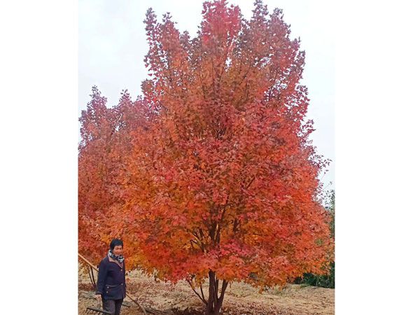 叢生紅點(diǎn)紅楓