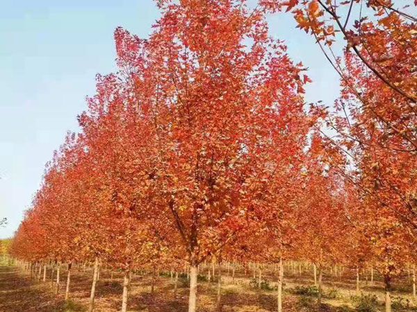 美國(guó)紅楓